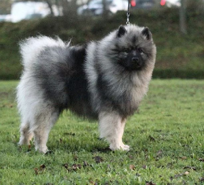 Shine moetica shining star