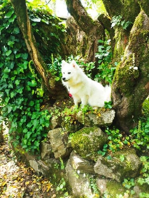 Étalon Spitz japonais - Tinga de Jerrie Black