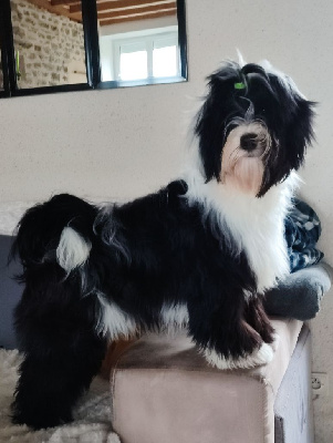 Étalon Terrier Tibetain - kijdroh's Wilwel william