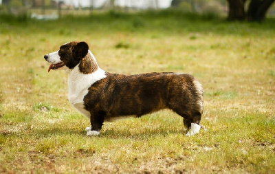 Étalon Welsh Corgi Cardigan - dom corgi Aria di mare