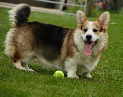 Étalon Welsh Corgi Pembroke - Trophée dit tokyo du domaine d'an oriant