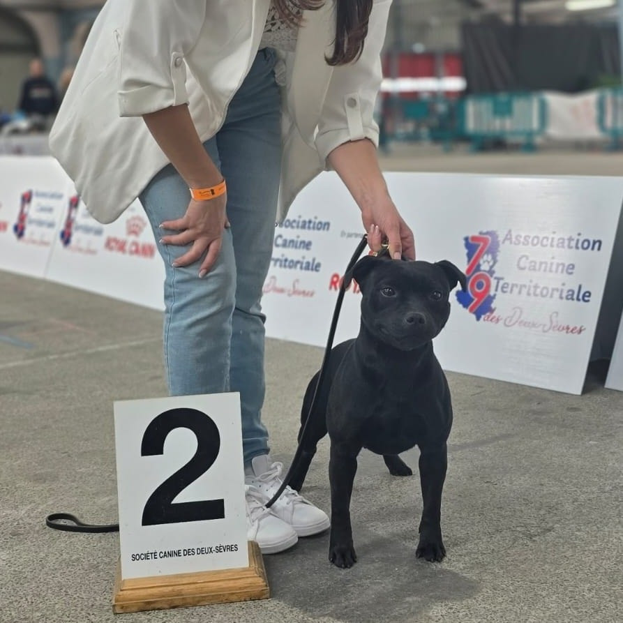 Publication : De Rockstar Dog 