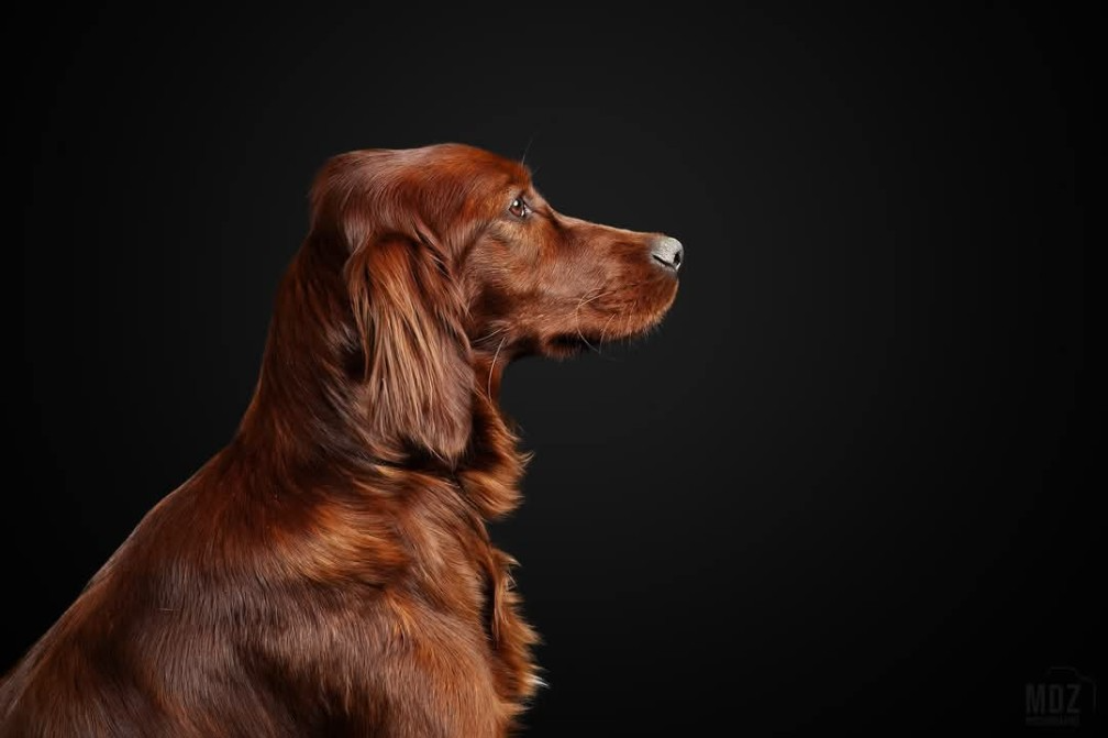 V6 de l'étang de la marnière