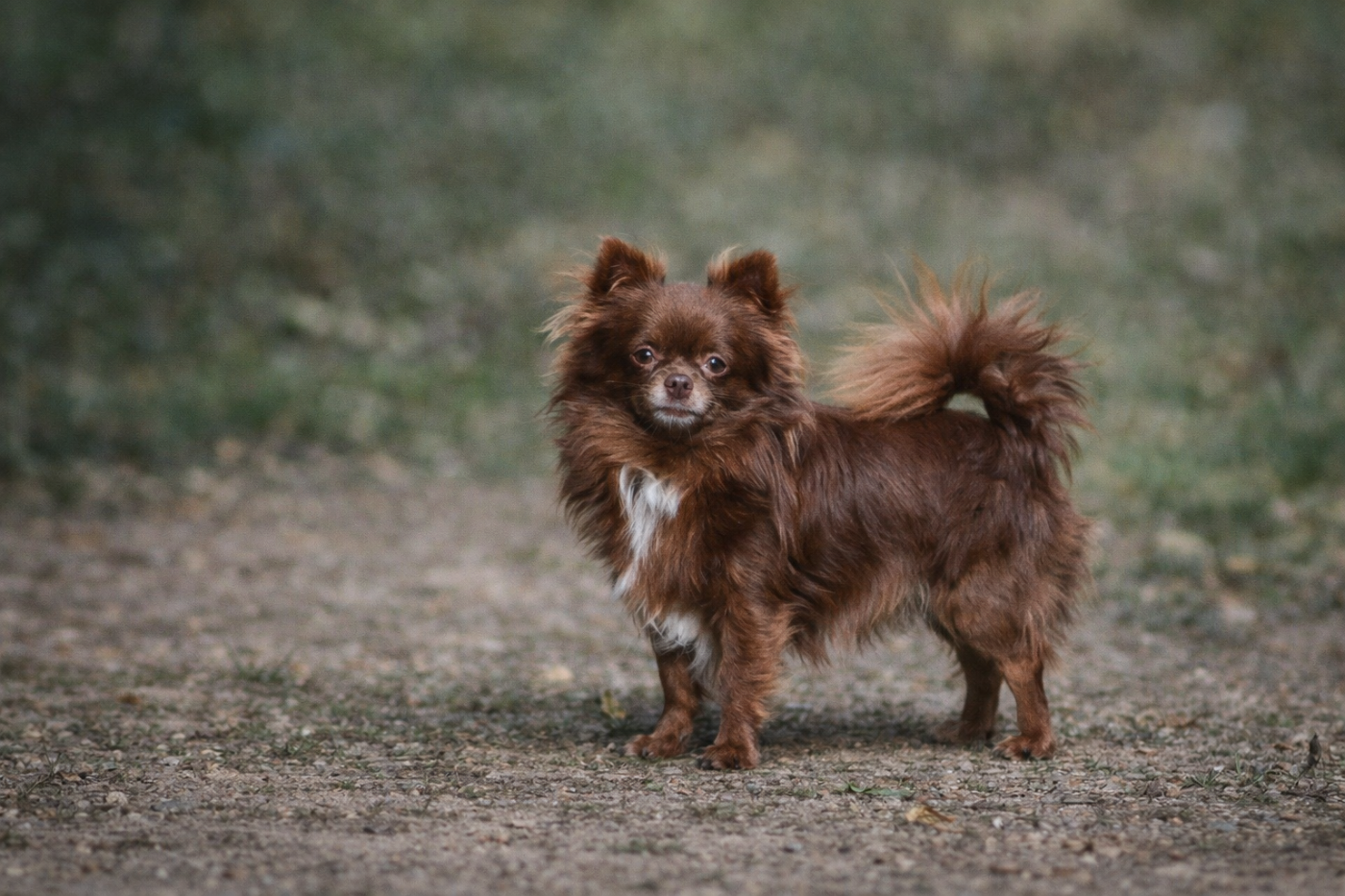 Publication : des Emeraudes de Nahusha 