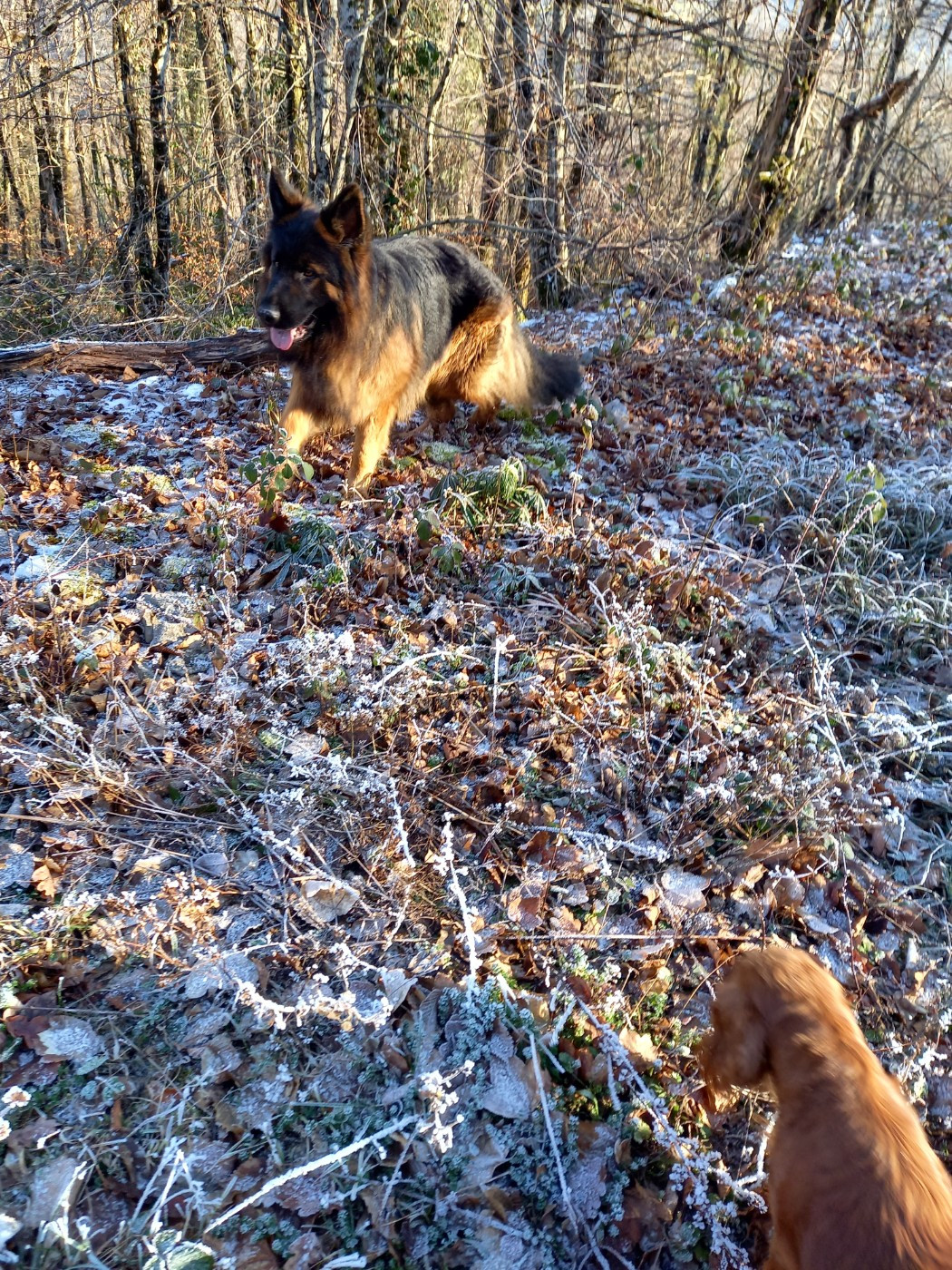 Publication : du logis des harfangs Auteur : Peetin Chantal