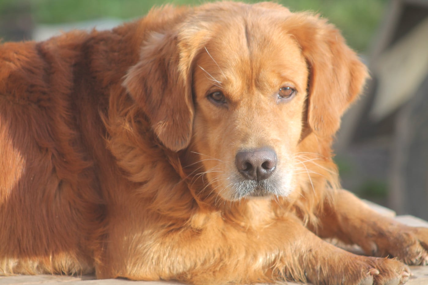 Titan Du Brionnais Doré