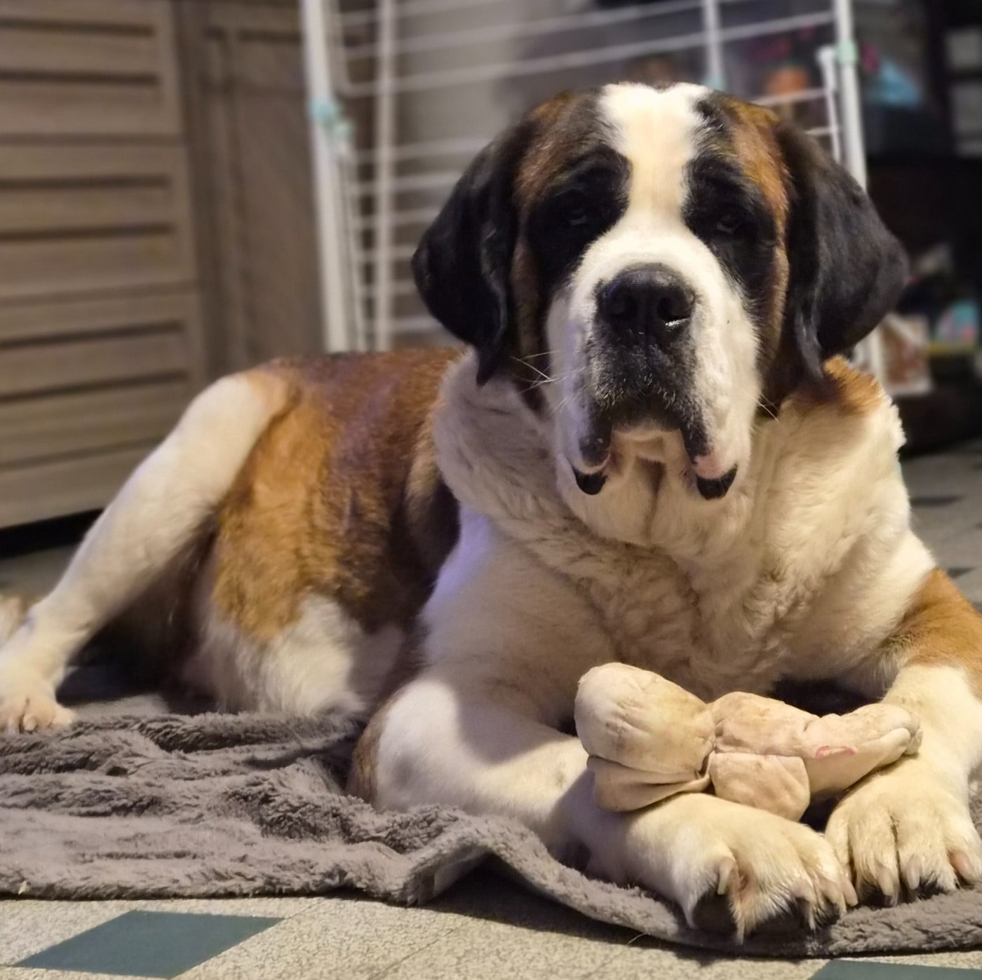 CH. Tagada des préludes du chassignolan