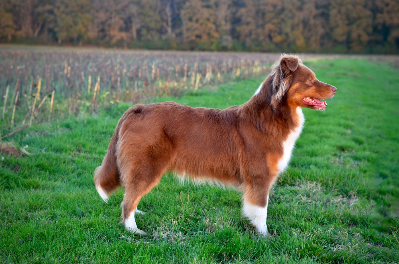 Publication : Du Domaine De Pidamel Auteur : Melanie SCHOTT