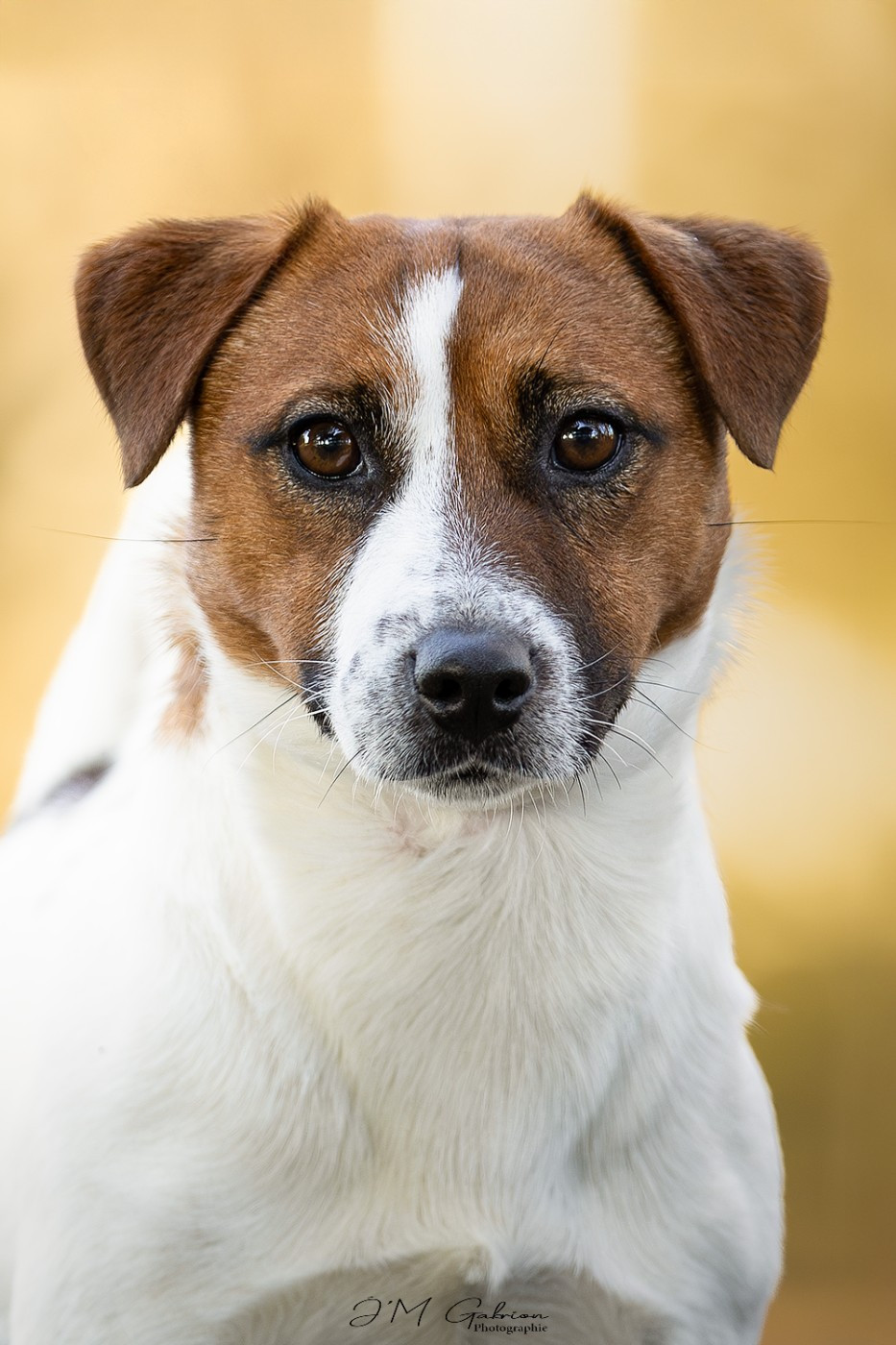 Very original Ted De L'arche De Chambord