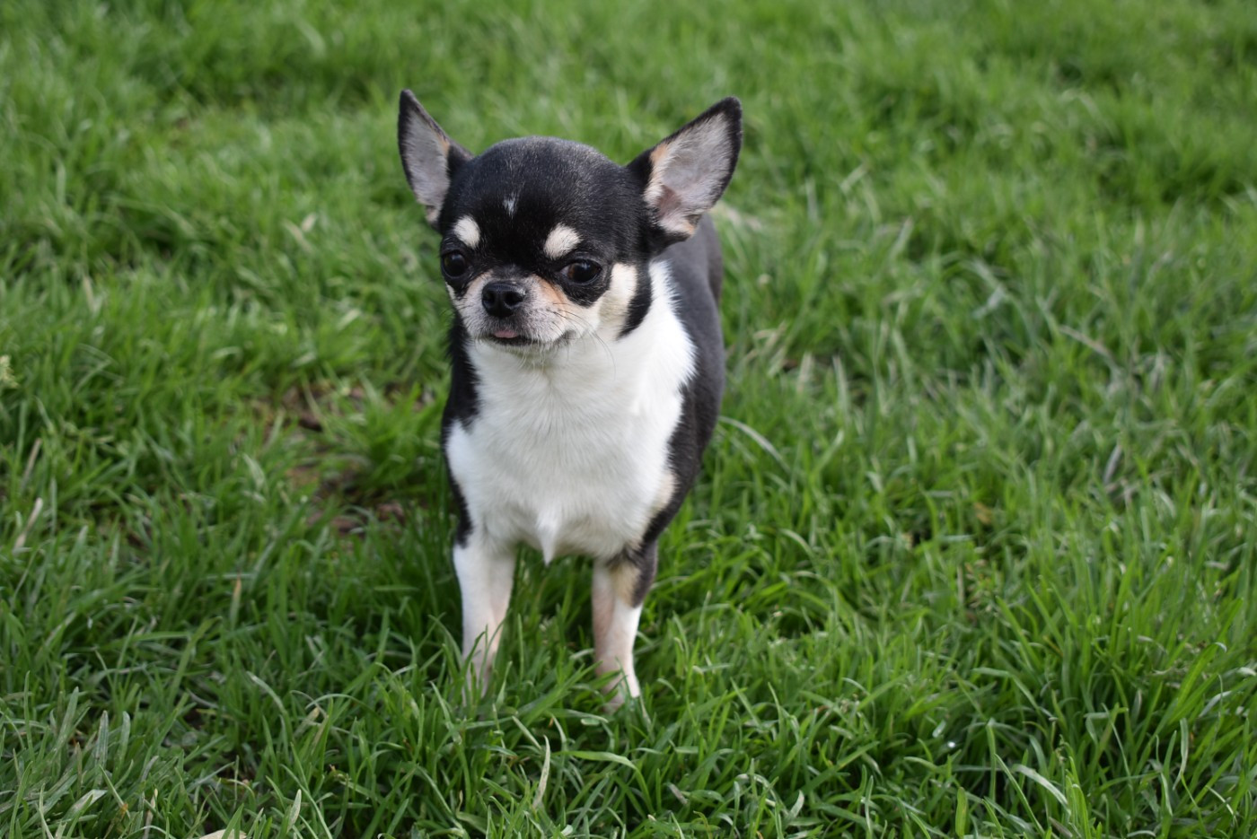 Publication : de l'elixir d'amour Auteur : Elevage de l'elixir d'amour