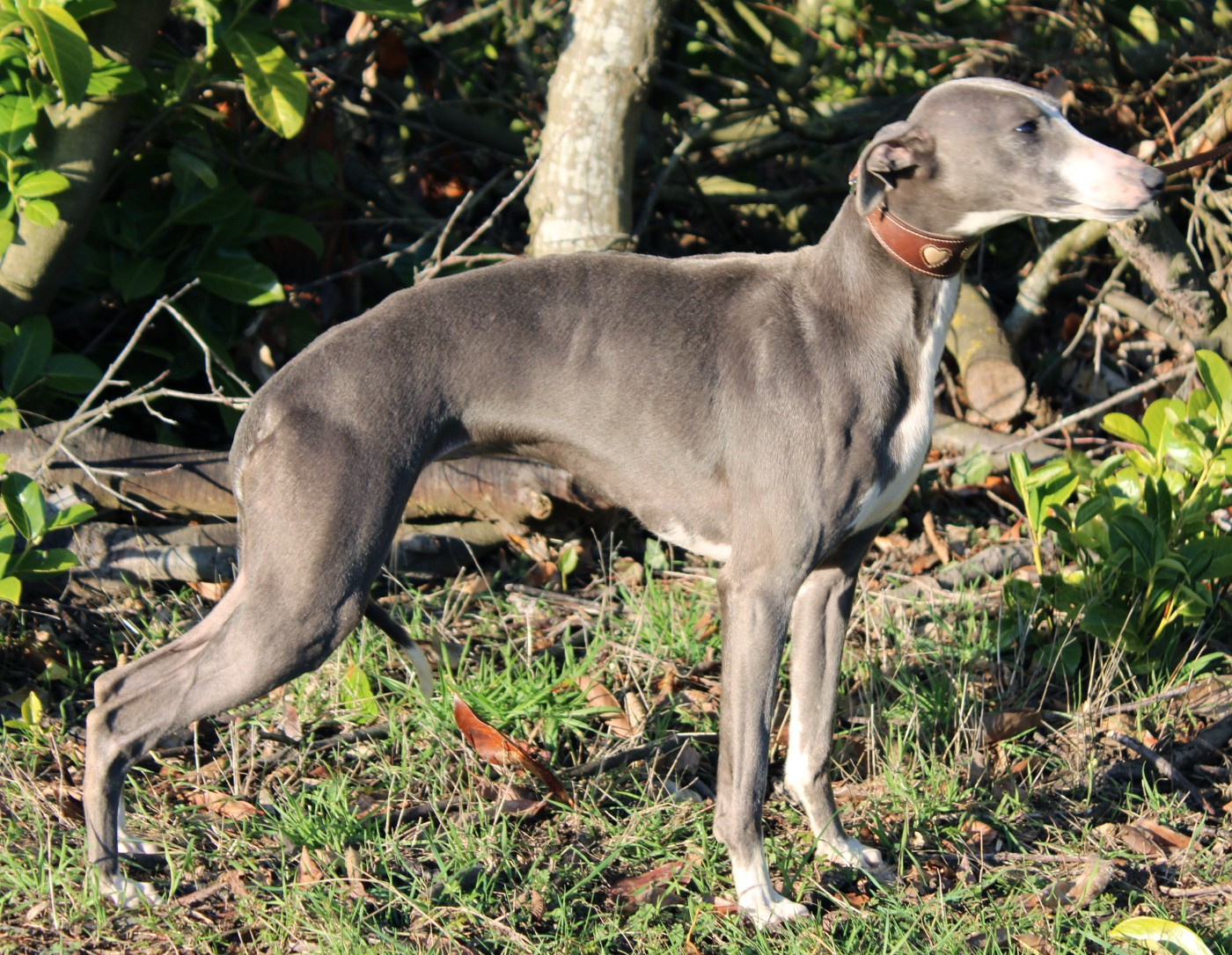 Publication : Des Filles D'eole Auteur : Les Filles d'Eole