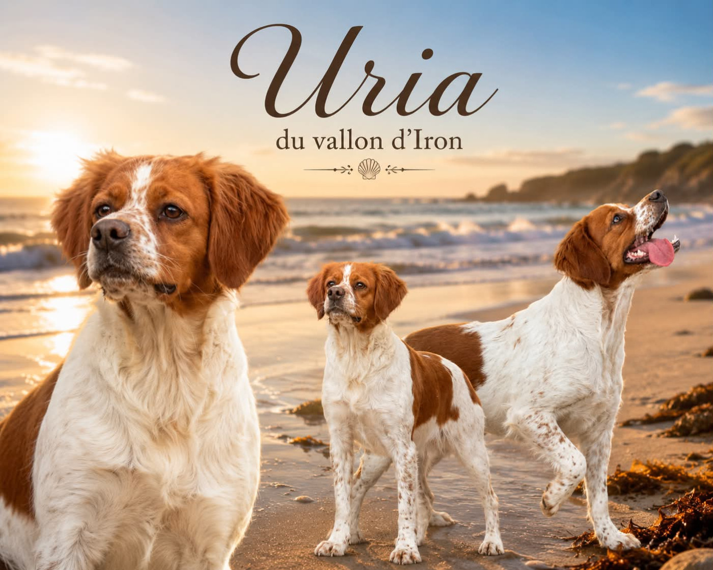Uria Du Vallon D'Iron