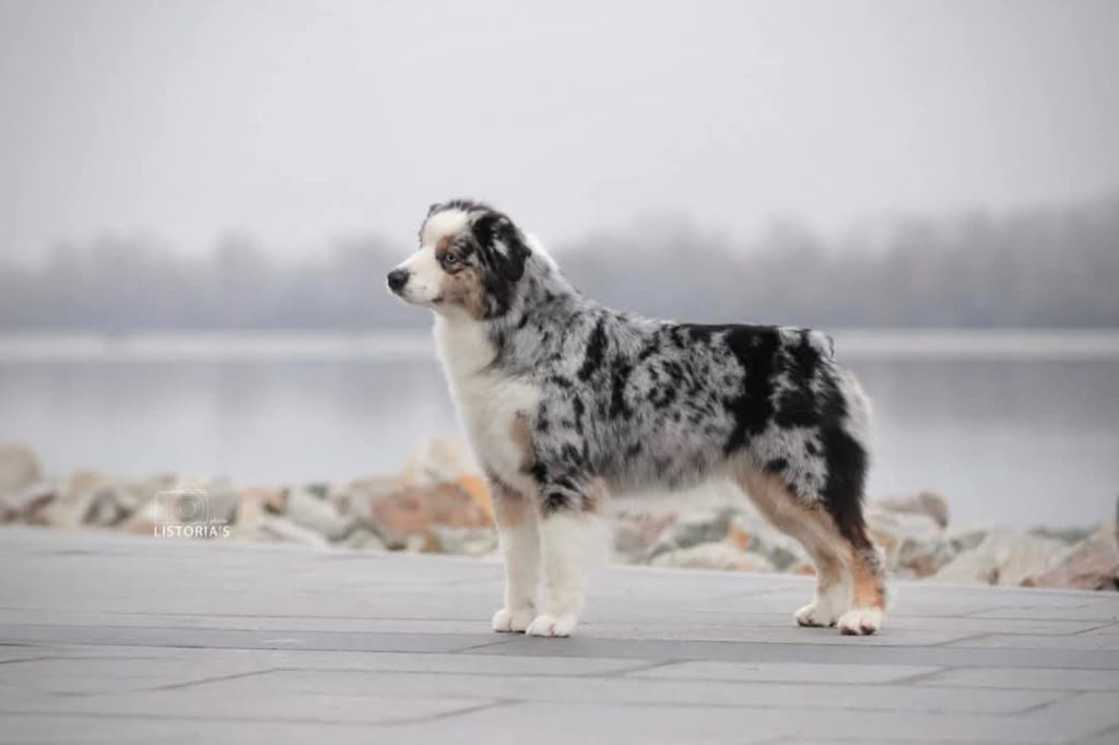 CH. sweet world Moon of the shine