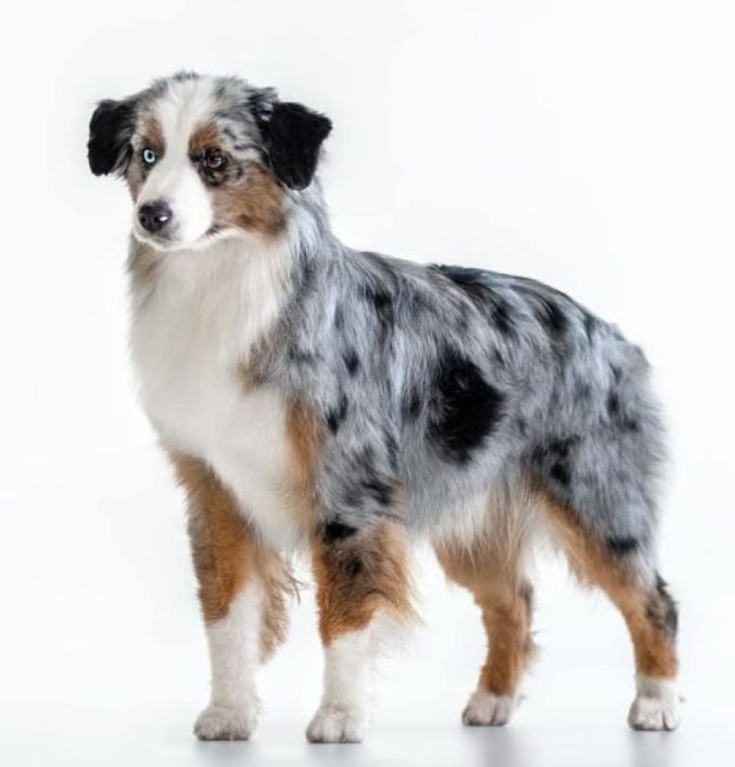 CH. twoj's Sweet world my neslihan