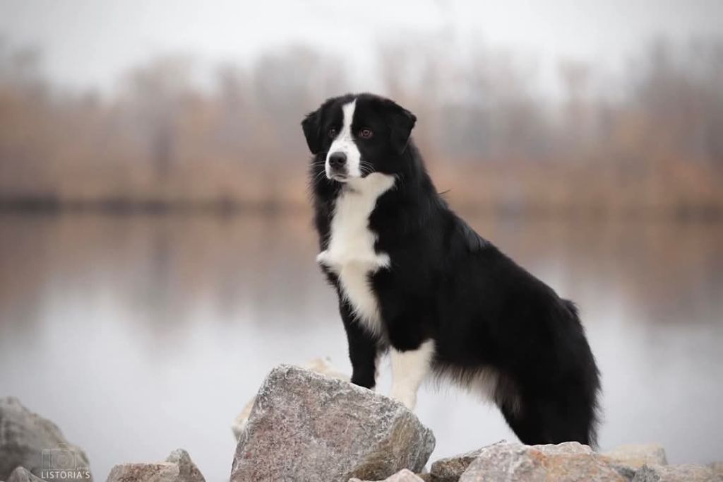 CH. Chaco labakan slovakia