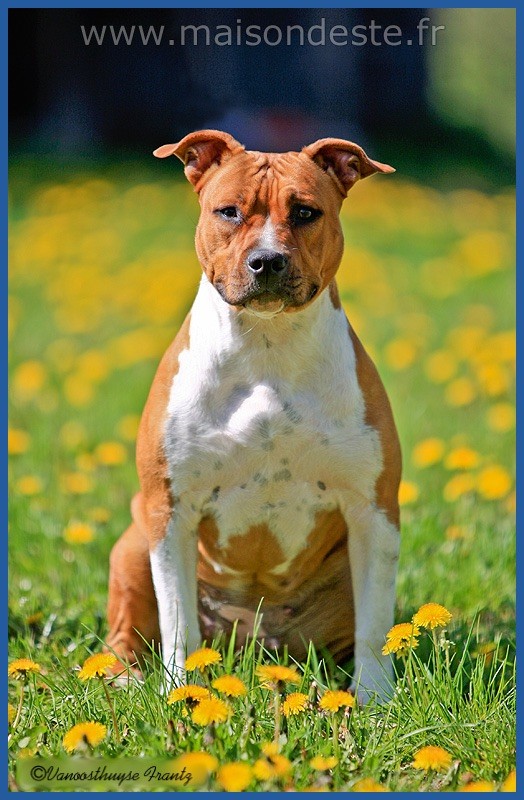 Publication : De la Maison d'Este Auteur : © Vanoosthuyse frantz