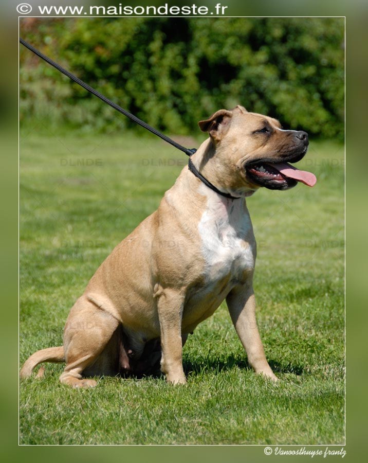 Publication : De la Maison d'Este Auteur : Vanoosthuyse frantz