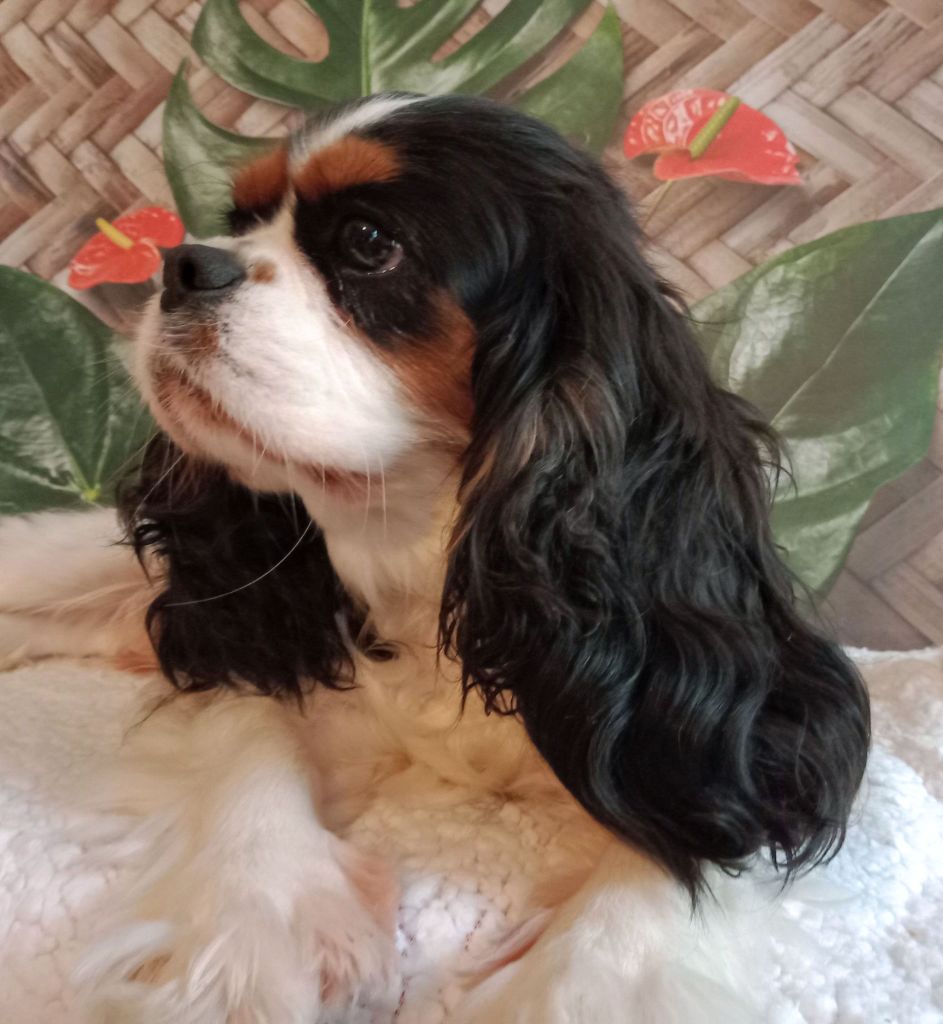 Publication : Du Clos De Chafrane