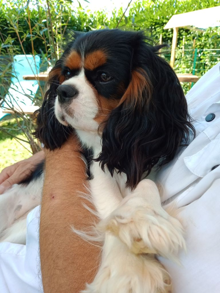 Shana Du Clos De Compostelle