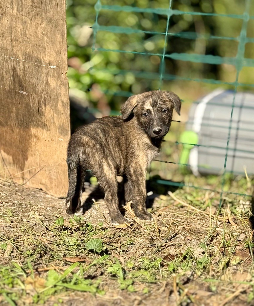 Publication : Des Joyaux D'Orsini 