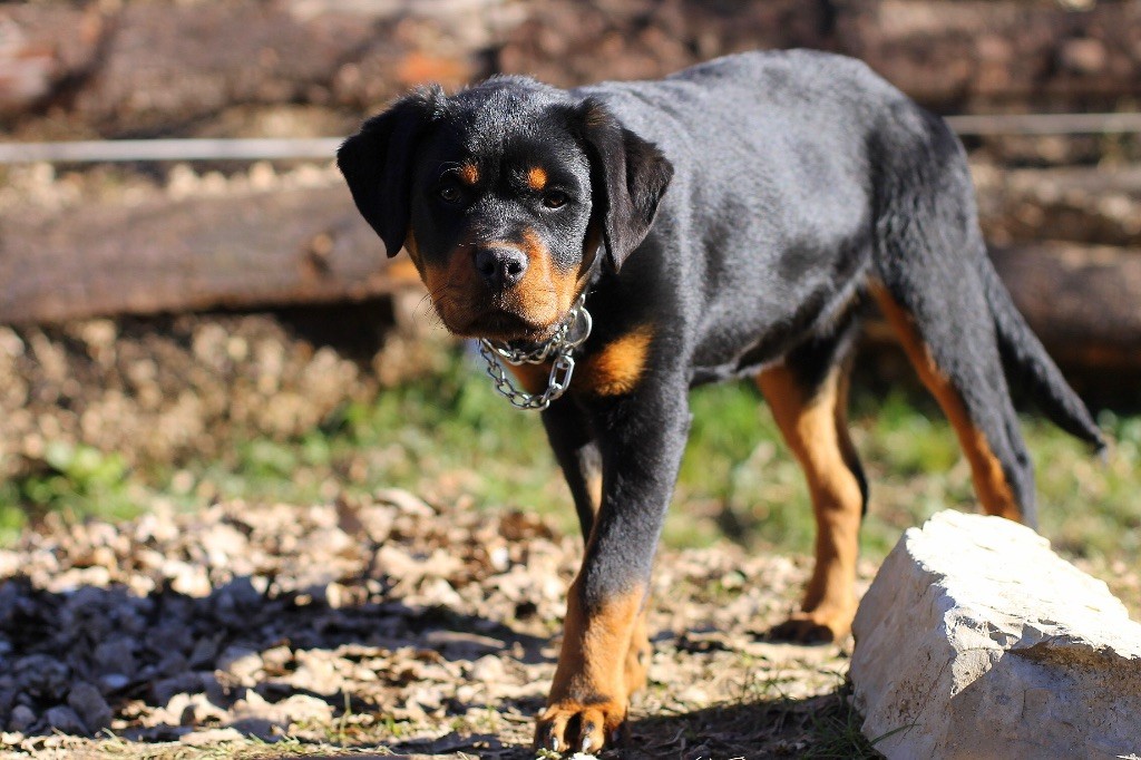Publication : Des Perles Géantes 