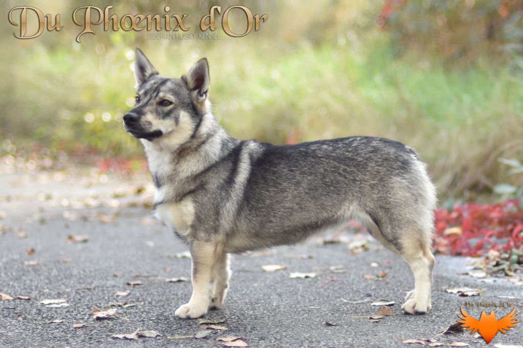Publication : Du Phoenix D'Or