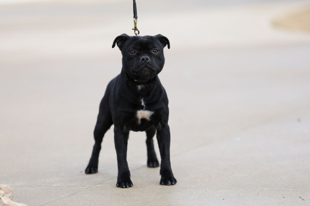 Publication : De Rockstar Dog