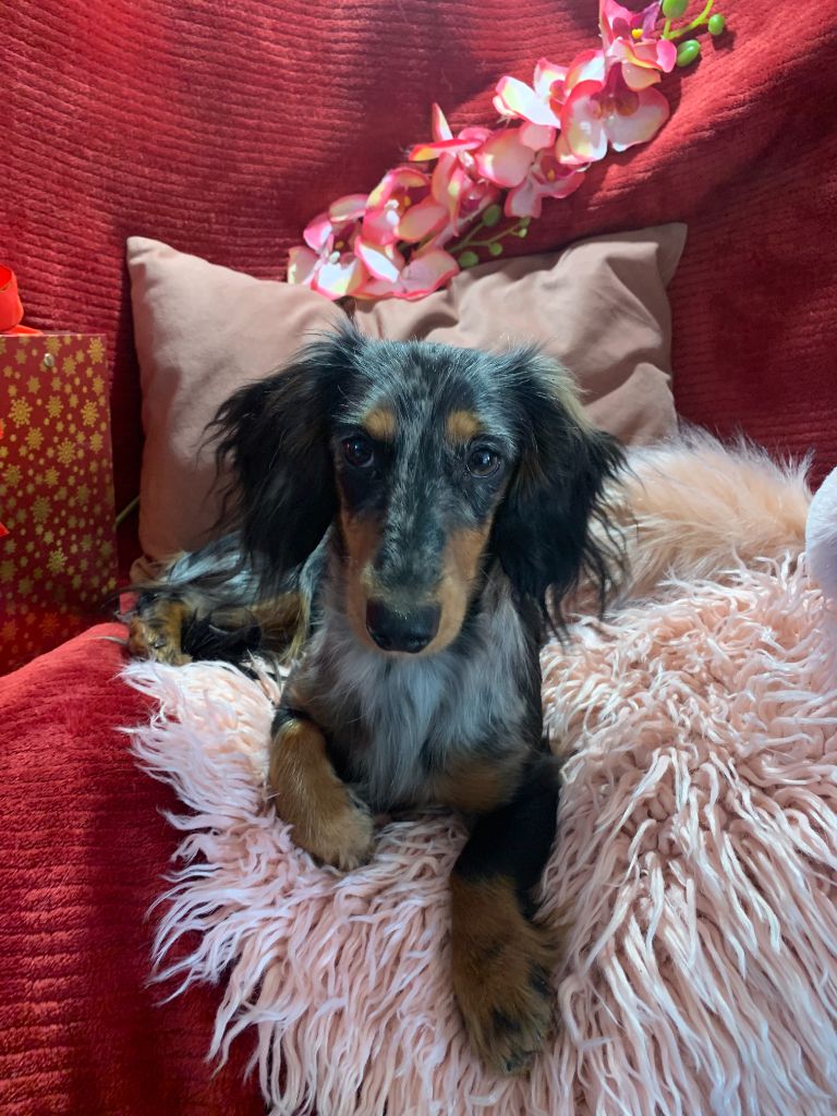 Publication : Des Gardiens D'Amethystes