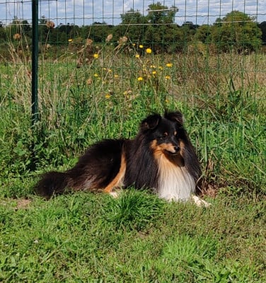Étalon Shetland Sheepdog - U2 du Val de Kiwitam