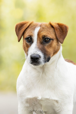 Étalon Jack Russell Terrier - Very original Ted De L'arche De Chambord