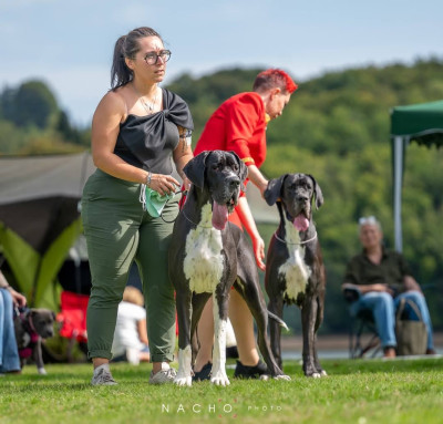 Étalon Dogue allemand - Valinor de l'Outsaïna