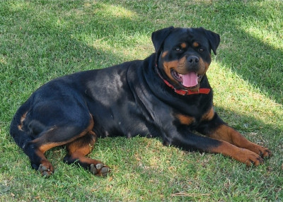 Étalon Rottweiler - Saphir Des Légendes De Sardelis