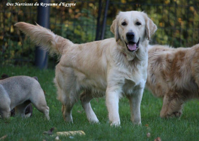 Étalon Golden Retriever - Voie lactée Du Coeur Des Terres