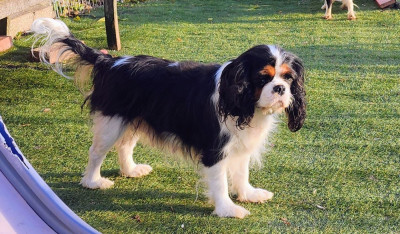 Étalon Cavalier King Charles Spaniel - Uptown girl De castel peyrac
