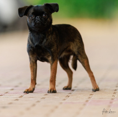 Étalon Petit Brabançon - Vyolette cob de Sabres