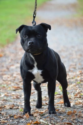 Étalon Staffordshire Bull Terrier - Underground master Victorious Shadow Gang