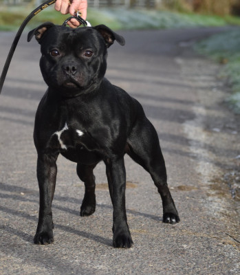 Étalon Staffordshire Bull Terrier - Skillstaff TEMPS MORT