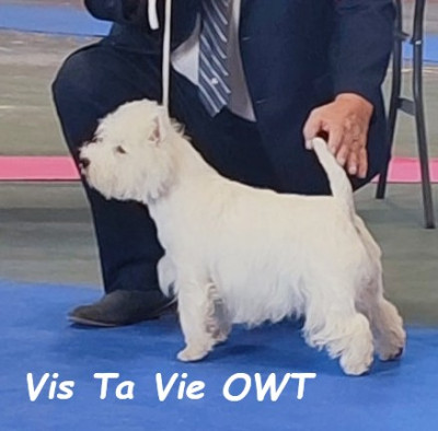 Étalon West Highland White Terrier - Vis ta vie of White Thistle