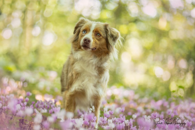 Étalon Berger Américain Miniature - Ton invitation dite Louise des Diablotins de Nooch