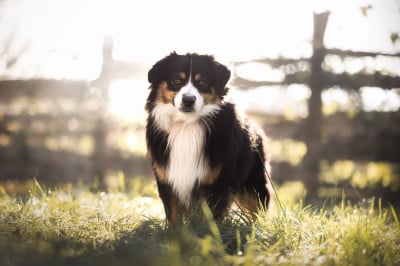 Étalon Berger Américain Miniature - Vvonderful black doll Des Plaines De Barbizon
