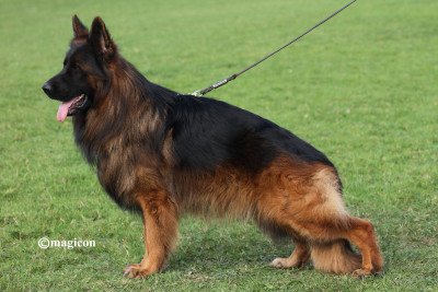Étalon Berger Allemand Poil Long - Udelyss De L'Aisance Des Bois