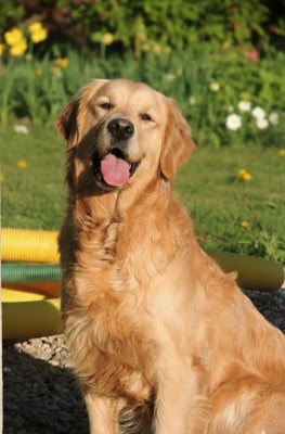Étalon Golden Retriever - Roberte Elixir d'Aydoilles