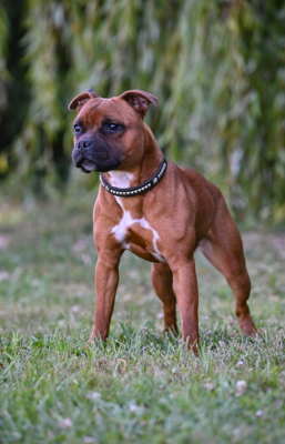 Étalon Staffordshire Bull Terrier - Vamos a la playa de la Roche de l'Empereur