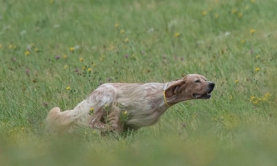 Étalon Setter Anglais - Ulk Des Berges De La Lergue