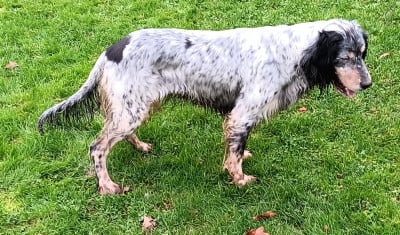 Étalon Setter Anglais - Saga De La Forêt De Rose Max