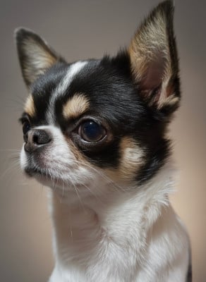 Étalon Chihuahua - regalos maya Happy love