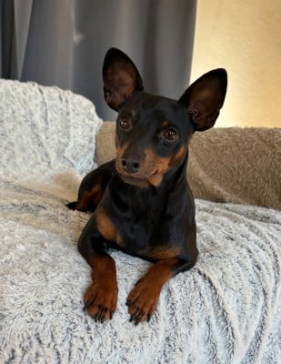 Étalon Pinscher nain - Upsy De La Plaine Bretonne