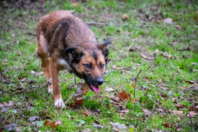 Étalon Border Collie - CH. Una Ar Kerangwenn