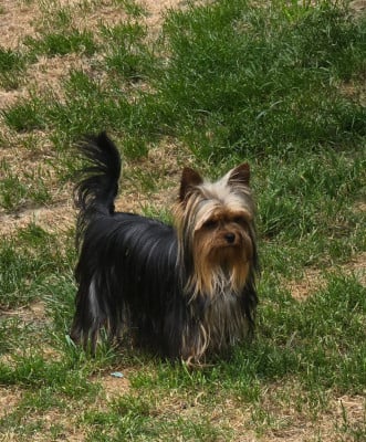 Étalon Yorkshire Terrier - Valonne Du Clos Des Petites Etoiles