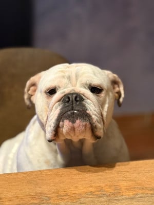 Étalon Bulldog Anglais - Krysbull Virginia dorwood